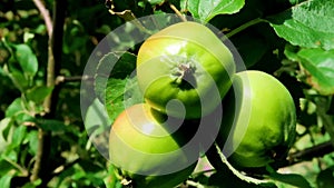 Apples on a tree close-up