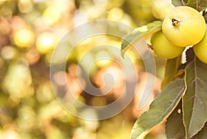 Apples on a tree close-up. Hang on a tree in the garden. In warm colors. Spring concept