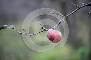 Apples on a tree in december