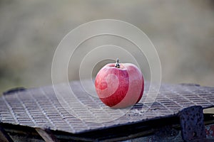 Apples on a tree in december