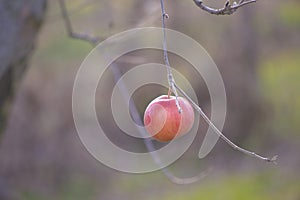 Apples on a tree in december