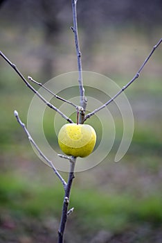 Apples on a tree in december