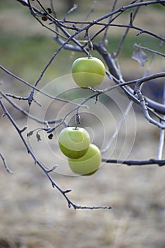 Apples on a tree in december