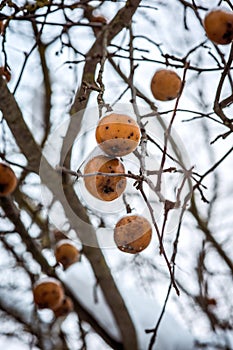Apples on tree frozen and covered in snow, winter time