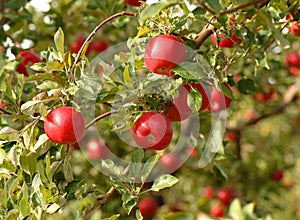 Apples on tree in orchard