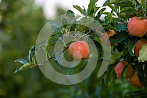 Apples on a tree in an orchard