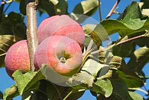 Apples in tree, orchard branch paula red