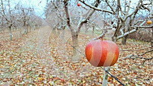apples on the tree in an orchard in december