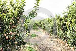 Apples tree in the orchard