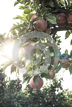 Apples tree in the orchard