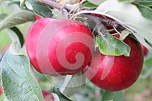 Apples in tree ready for harvest