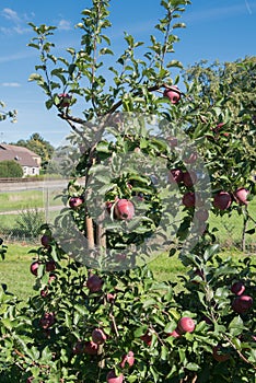 Apples on the tree ready for harvest