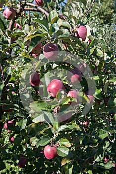 Apples on the tree ready for harvest