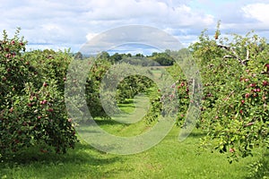 Apples in tree ready for harvest