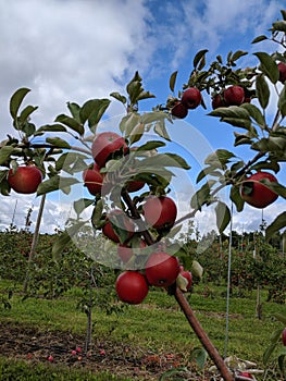 Apples in tree ready for harvest