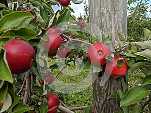 Apples in tree ready for harvest