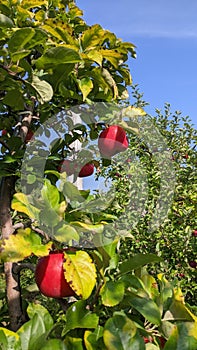 Apples in tree ready for harvest fruit