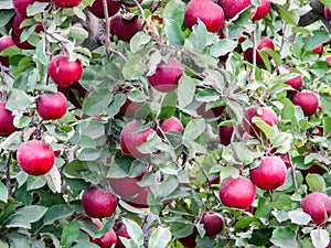 Apples on a tree ready for harvest