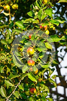 The apples on the tree in the summer