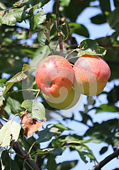 Apples in the tree summer time