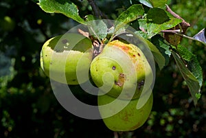 Apples in tree photo