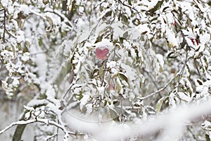 Apples on a Tree Under Fresh Snow. Red apples on an apple-tree c