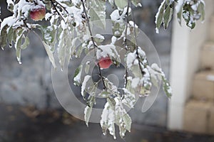 Apples on a Tree Under Fresh Snow. Red apples on an apple-tree c