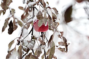 Apples on a Tree Under Fresh Snow. Red apples on an apple-tree c