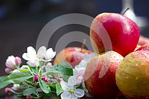 Apples und appel flower
