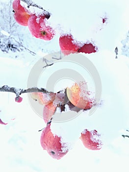 apples under the snow