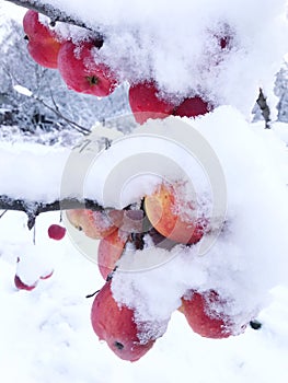 apples under the snow