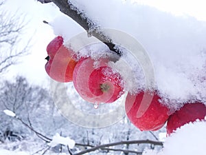 apples under the snow