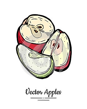 Apples vector isolated. Yellow green fruits hand drawn illustrat