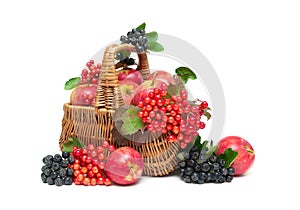 Apples, viburnum berries and chokeberry in a basket on a white b