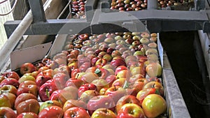 Apples are washed and travel up a conveyor belt in a tasmanian apple packing shed
