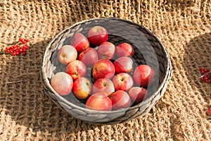 Apples in a wicker basket