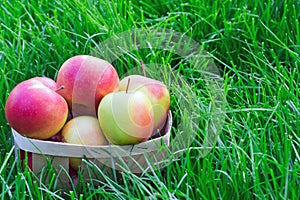 Apples in a wicker basket in the grass