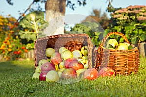 Apples in Wicker Baskets