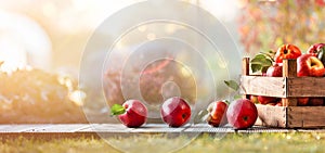 Apples in a wooden basket standing on an open terrace at sunset. Autumn garden