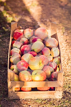 Apples in wooden crate background