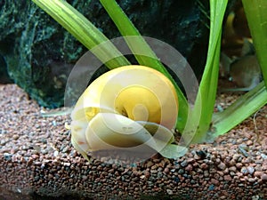 Common apple snail of aquarium photo