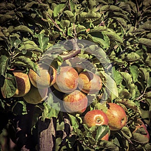 Appletree