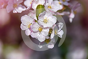 appletree blossom branch in the garden