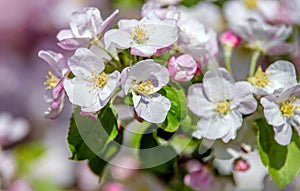 appletree blossom branch in the garden