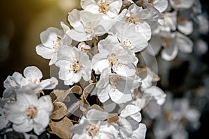 appletree blossom branch in the garden