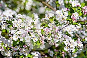 appletree blossom branch in the garden