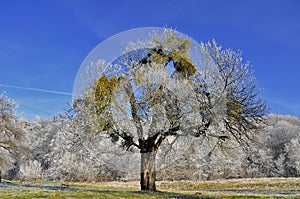 Appletree with mistletoe in December