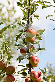 Appletree with red apple