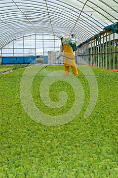 Application of agricultural chemicals in greenhouse with safety suit