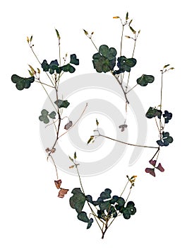 Application leaf oxalis set